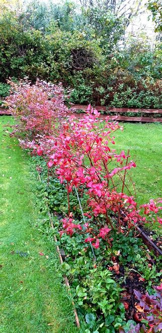 Magi i oktober: Blåbærbusken er blevet rød.
