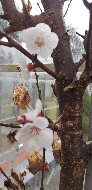 Haven er igen begyndt at vise sig fra sin generøse side, og se lige her, hvad der sker i orangeriet – jeg tror det er et abrikostræ, der blomstrer. Men nu er jeg ikke en persicum-connoisseur.