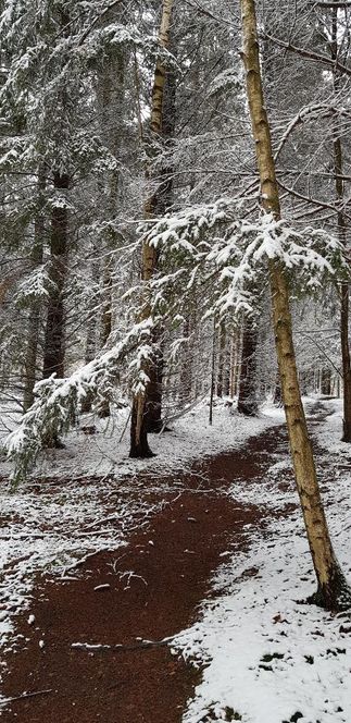 Skoven stod tyst og magisk denne dag og knejsede stolt over sin prægtige hvide vinterdragt.
