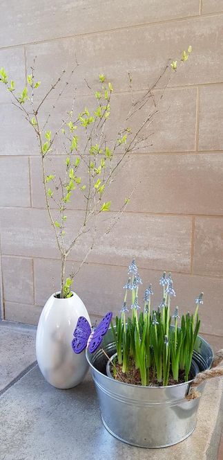 Her er et lille ’kan ikke vente til det bliver forår’-tips. Find en lysegrøn gren med fine knopper på (fra din egen have!) Sæt den i en vase med vand. I løbet af et lille døgn har du sagodælme fået forår inde i din stue! Selvtak 😊